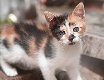 Kitten &lt;span&gt; with Chicken &amp; Rice &lt;/span&gt;