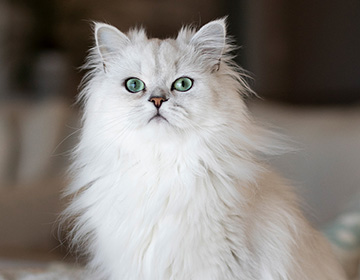 Indoor Hairball &lt;span&gt;&amp; Weight Control&lt;/span&gt;